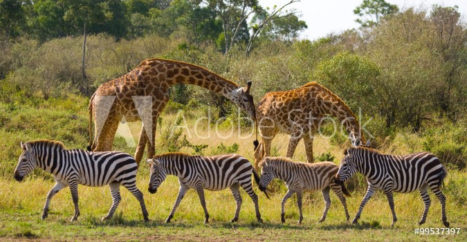 Picture of Two giraffes in savannah with zebras Kenya Tanzania East Africa An excellent illustration